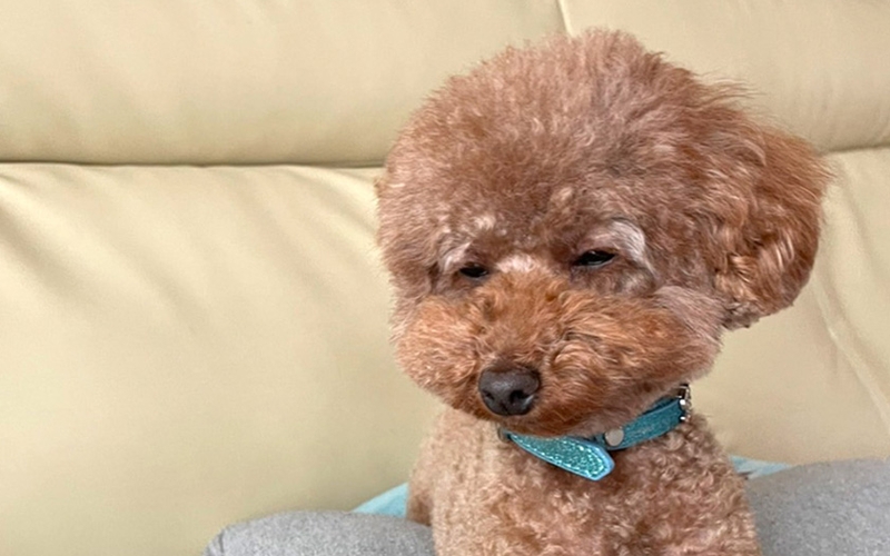 清水裕友とは？「ペットは犬のソラくん」